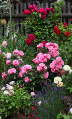 Beautiful flowerbed in a traditional cottage garden with roses, lavender foxgloves and other...