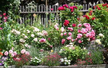 Fotobehang Prachtig bloembed in een traditionele cottage-tuin met rozen, lavendel vingerhoedskruid en andere prachtige planten © macrossphoto
