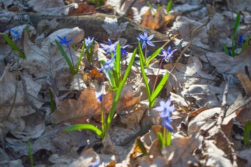 Scilla - one of the first spring flowers.