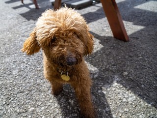 Brown poodle dog playing in the nature on the hill. Slovakia