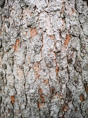 Baumrinde Holz Hintergrund