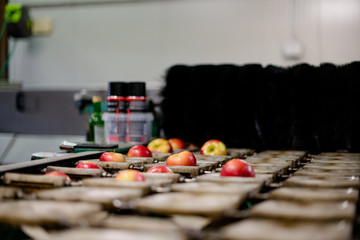 Apples Floating in Water in Packing Warehouse
