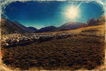 Fototapeta premium Flock of sheep on beautiful mountain meadow, old photo effect.