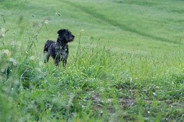 Black terrier dog on a walk on the green meadow. Slovakia