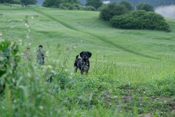 Black terrier dog on a walk on the green meadow. Slovakia