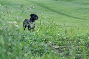 Black terrier dog on a walk on the green meadow. Slovakia