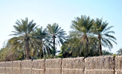 Palm trees in clear blue sky