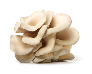 oyster mushroom on white background
