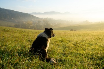 Cute small shepherd dog in the grass on meadow during sunrise. Slovakia