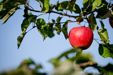 Apples on the tree
