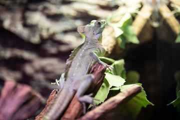 a lizard at the zoo