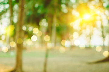 Blur nature bokeh green park by beach and tropical coconut trees