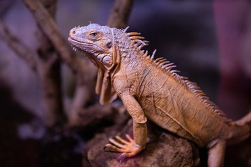 a lizard at the zoo
