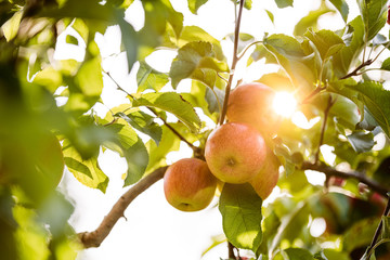 Apples on the tree with a very nice sunflares