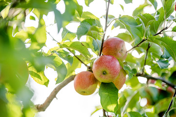 Apples on the tree with a very nice sunflares