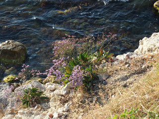 A thyme bush growing on a rocky, seashore. Thyme is a useful plant used in cooking, perfumery, and pharmaceuticals.