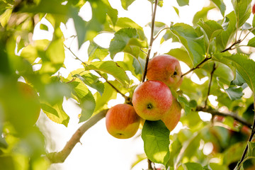 Apples on the tree with a very nice sunflares