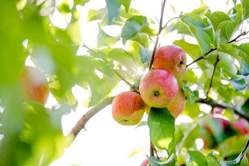Apples on the tree with a very nice sunflares