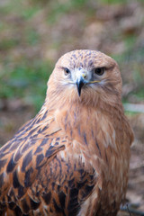 Buzzard buteo close up portrait raptor bird
