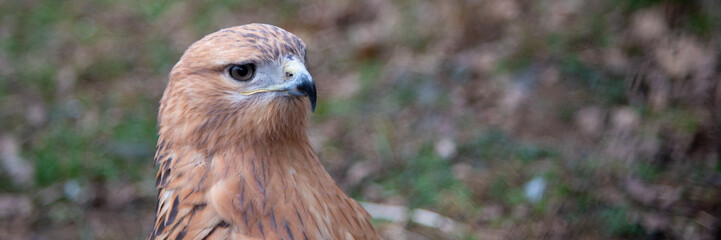 Buzzard buteo close up portrait raptor bird