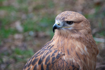 Buzzard buteo close up portrait raptor bird