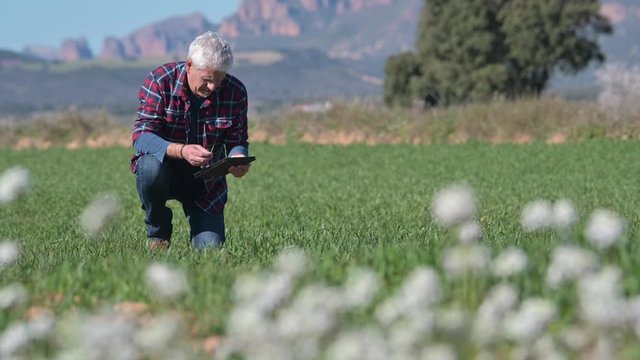 farmer looking at seeds in a field
