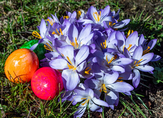 Krokus mit Ostereier im Garten 