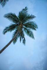 low perspective of coconut palm trees