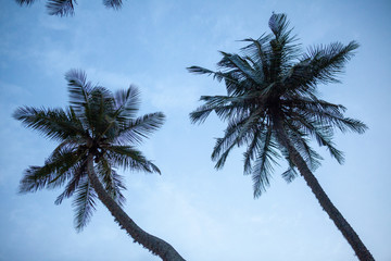 low perspective of coconut palm trees