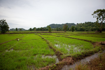 Rice field in asia