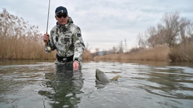 catch of a beautiful brown trout with fly