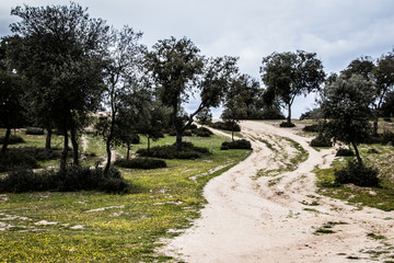 Monte de Boadilla