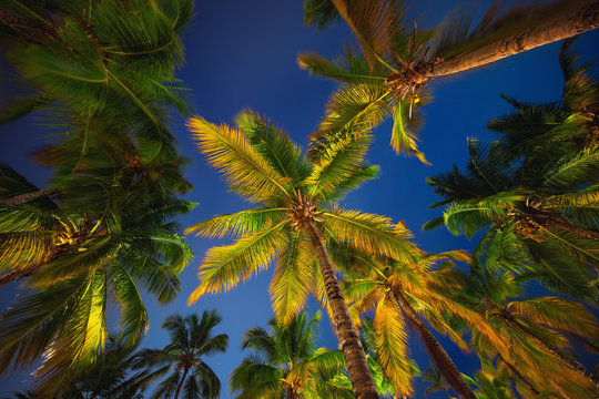 Coconut Palm Trees Perspective View At Night