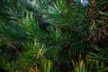 different beach vegetation and plants