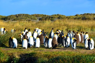 group of penguins in front of tree