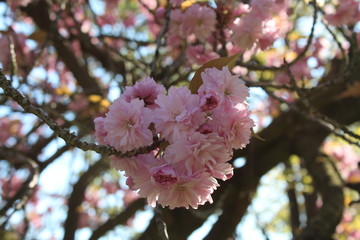 cherry blossom in spring