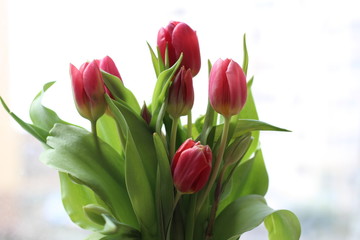 Tulips bouquet on the windowsill. A beautiful light bouquet with pink and red tulips and small white daisies
