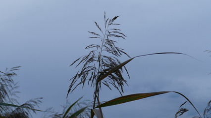 Obraz premium grass and sky