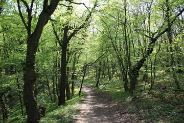 path in the forest