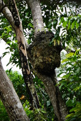 Termites nest