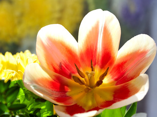 tulip flower close-up on a beautiful background
