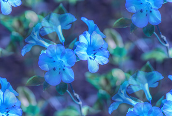 Blue Vireya Rhododendron flowers background with green leaves as the flowers backdrop and wallpaper
