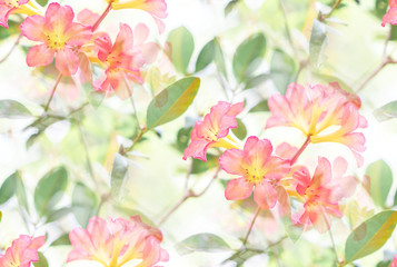 Naklejka na ściany i meble Soft Pink Vireya Rhododendron flowers background with green leaves as backdrop and wallpaper
