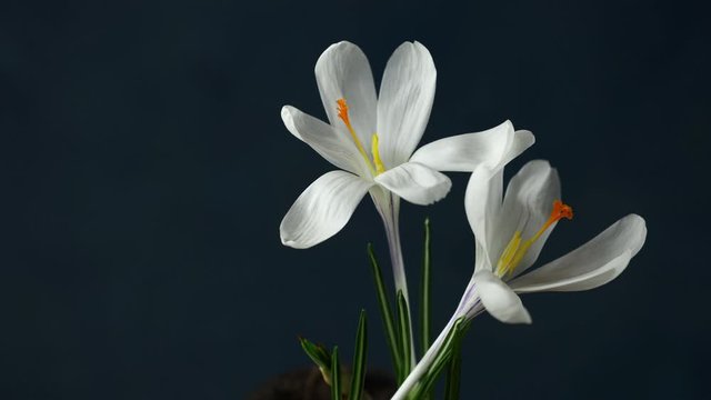 Crocuses. Time lapse of bright white crocuses or saffron flower blooming on dark classic blue background. Holiday bouquet. 4K video..