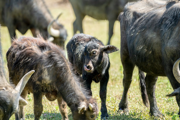 Fototapeta premium water buffalo