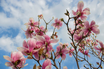 magnolia flowers with sky background