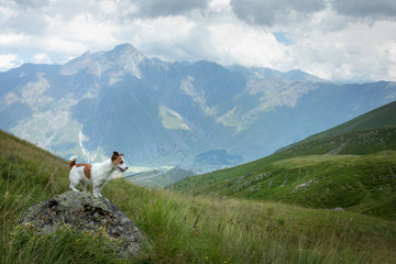 Fototapeta na wymiar Hiking with a dog. Jack Russell Terrier in the mountains. travel with a small pet.