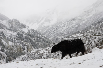 Yak caminando solo por la nieve en las montañas nevadas