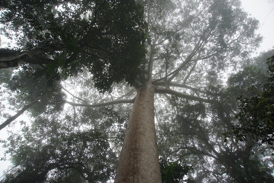 Kauri 이미지 – 찾아보기 1,265 스톡 사진, 벡터 및 비디오 | Adobe Stock