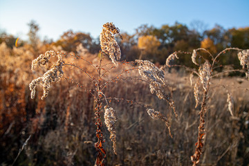 Obraz premium Landscape with wild field at sunset